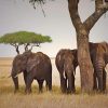 6 days Tanzania safari to Arusha, Tarangire, Serengeti, Ngorongoro crater, and Lake Manyara