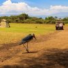 5-Day Tanzania Budget Camping Safari