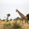 8-Day Tanzania Budget Camping Safari