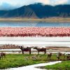 1 day Ngorongoro crater safari