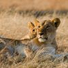 3 days Tanzania safari to Serengeti and Ngorongoro