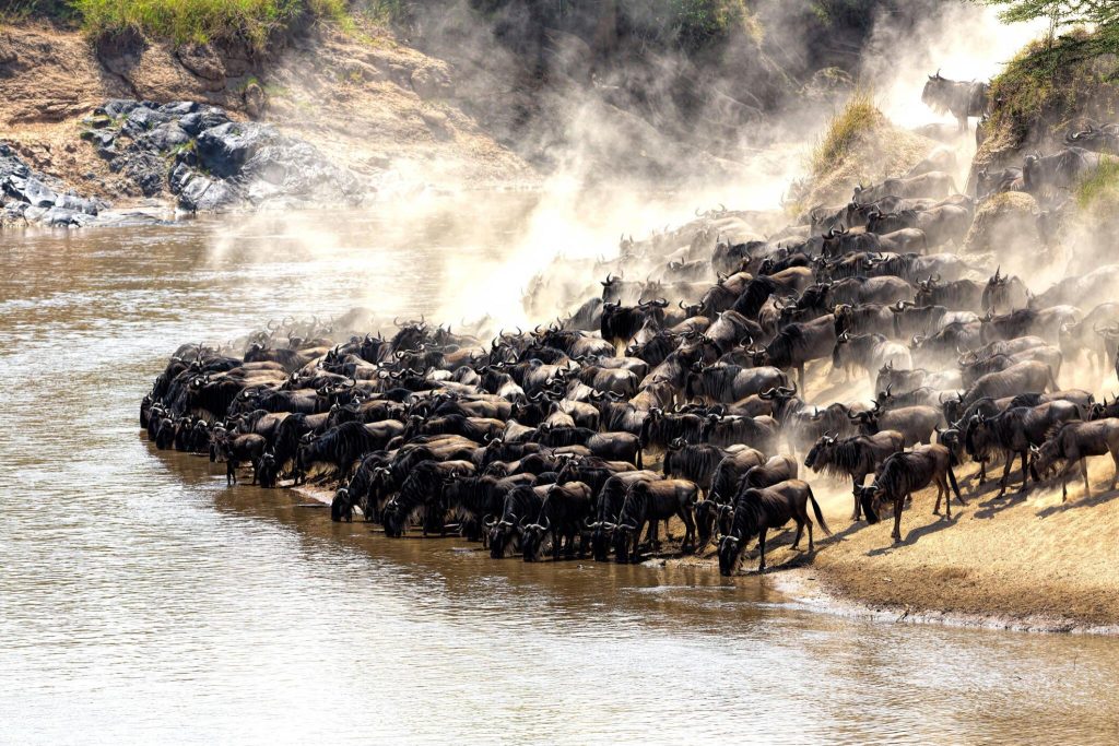 4 days Serengeti Greatest Migration Safari (Ndutu Calving Season)